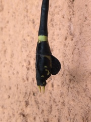 Ictinogomphus regisalberti