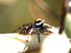 Phidippus comatus