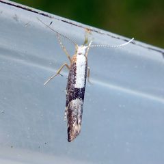 Argyresthia spinosella