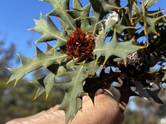 Banksia arborea
