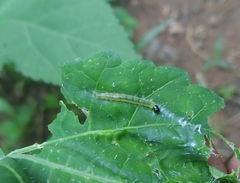 Haritalodes derogata