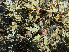 Banksia arborea