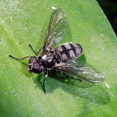 Portevinia maculata