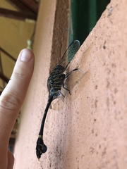 Ictinogomphus regisalberti