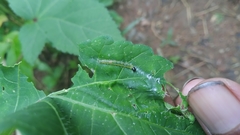 Haritalodes derogata