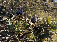 Banksia arborea