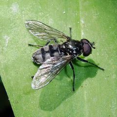 Portevinia maculata