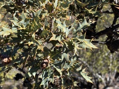 Banksia arborea