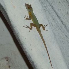 Anolis terraealtae