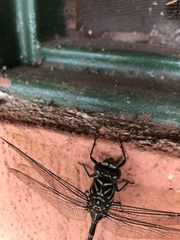 Ictinogomphus regisalberti