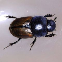 Colobopterus erraticus