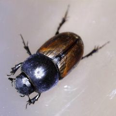 Colobopterus erraticus