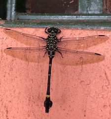 Ictinogomphus regisalberti