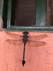 Ictinogomphus regisalberti