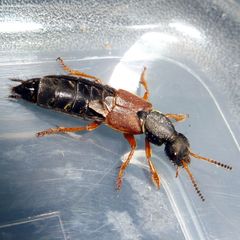 Staphylinus dimidiaticornis