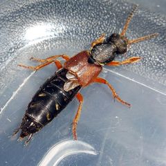 Staphylinus dimidiaticornis