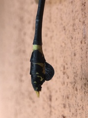 Ictinogomphus regisalberti