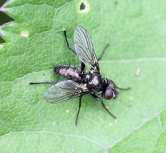 Acyglossa atramentaria