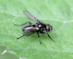 Acyglossa atramentaria