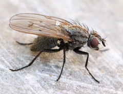 Anthomyia confusanea