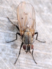 Anthomyia confusanea