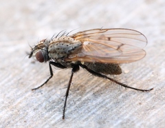 Anthomyia confusanea