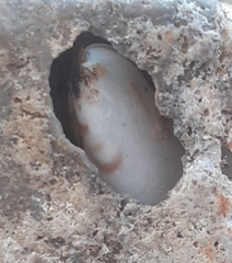 Lithophaga lithophaga