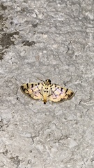 Dichocrocis sabatalis
