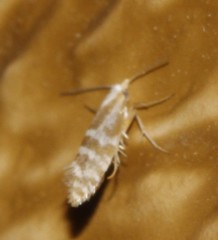 Argyresthia freyella