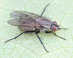 Anthomyia liturata