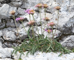 Aster alpinus