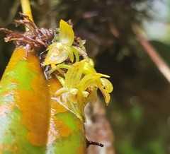 Pleurothallis dibolia