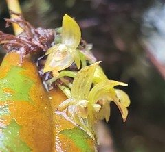 Pleurothallis dibolia