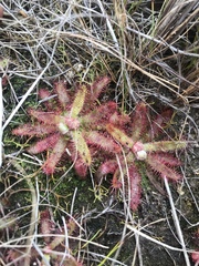 Drosera montana