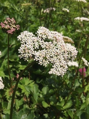 Ligusticum scothicum