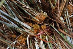 Lomandra suaveolens