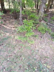 Abies sibirica