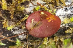 Lepanthes pecunialis