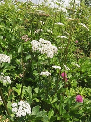 Ligusticum scothicum