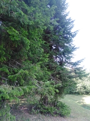 Abies sibirica