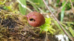 Lepanthes pecunialis