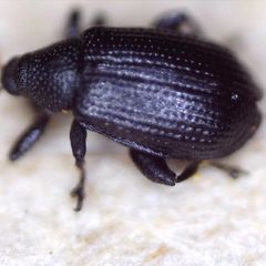 Rhamphus pulicarius