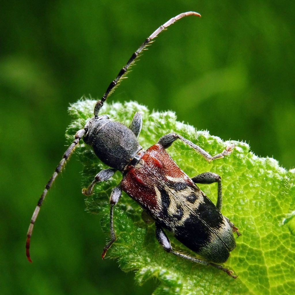 Rufous-shouldered Longhorn Beetle