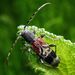 Rufous-shouldered Longhorn Beetle - Photo (c) Barry Walter, some rights reserved (CC BY), uploaded by Barry Walter