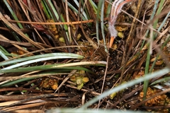 Lomandra suaveolens
