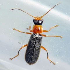 Cantharis lateralis