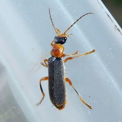 Cantharis lateralis