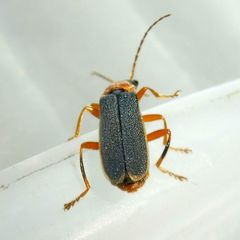 Cantharis lateralis