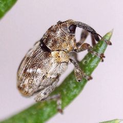 Microplontus rugulosus