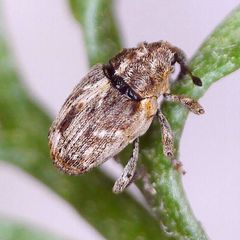 Microplontus rugulosus